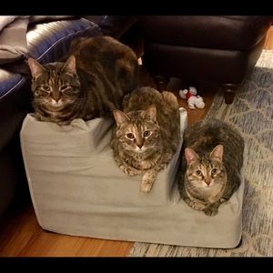 Meet your Posher, Joy